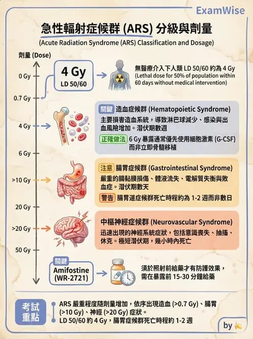 放射 - 組織與腫瘤輻射效應 - AI 圖文解析預覽