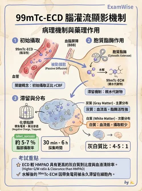 放射 - 腦部造影SPECT藥物 - AI 圖文解析預覽