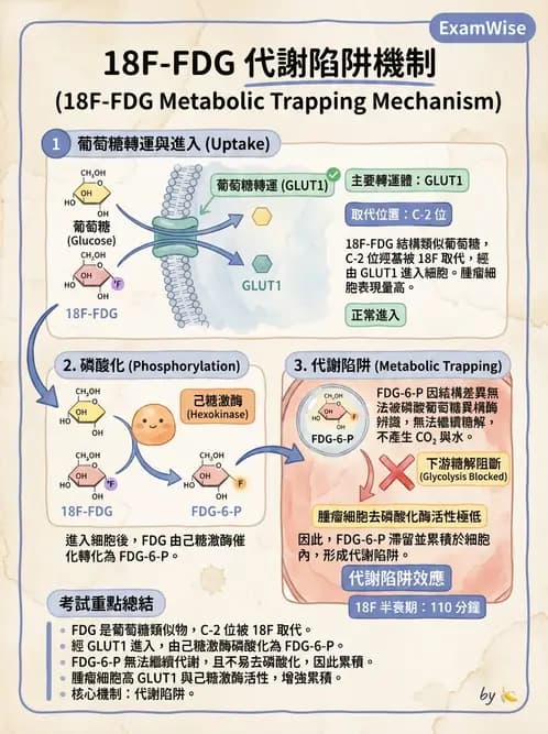 放射 - FDG PET造影 - AI 圖文解析預覽