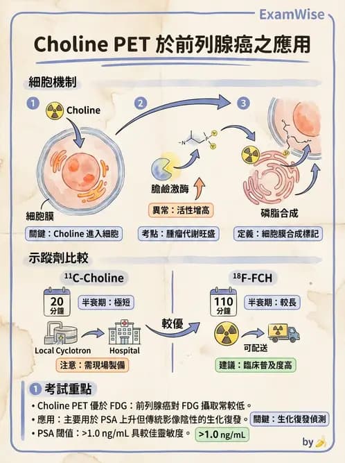 放射 - 腫瘤PET藥物 - AI 圖文解析預覽