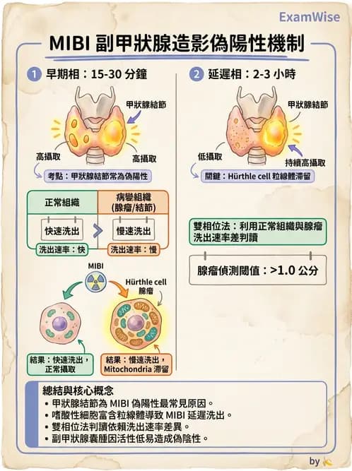 放射 - 副甲狀腺與前哨淋巴結造影 - AI 圖文解析預覽