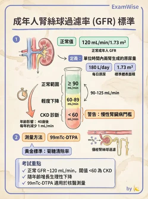 放射 - 腎臟造影 - AI 圖文解析預覽