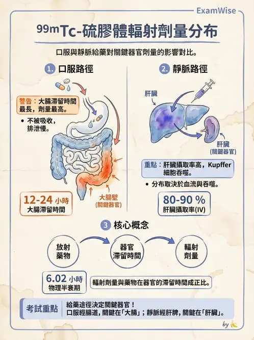 放射 - 消化道造影 - AI 圖文解析預覽