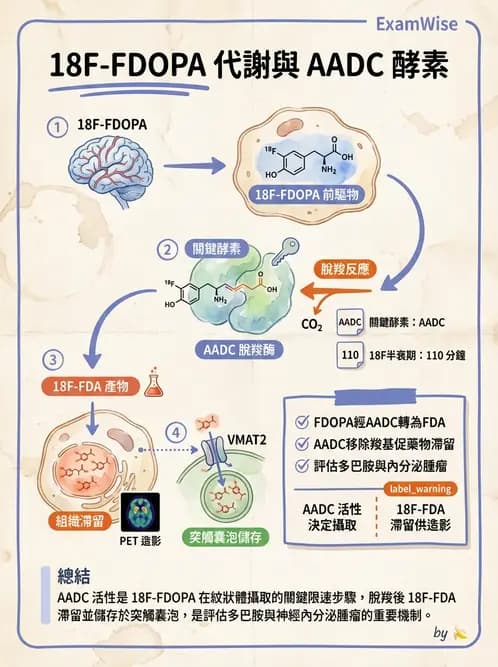 放射 - 腦神經PET藥物 - AI 圖文解析預覽