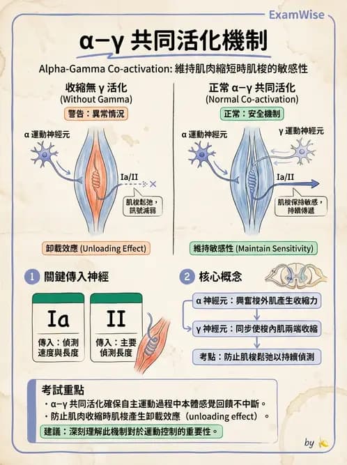 物治 - 動作控制理論 - AI 圖文解析預覽
