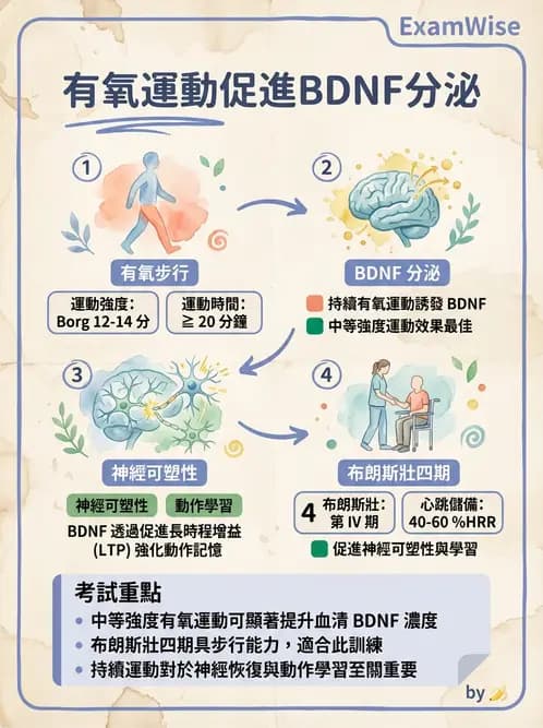 物治 - 神經可塑性 - AI 圖文解析預覽