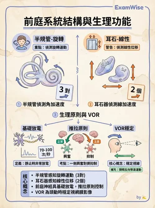 物治 - 前庭系統與前庭復健 - AI 圖文解析預覽