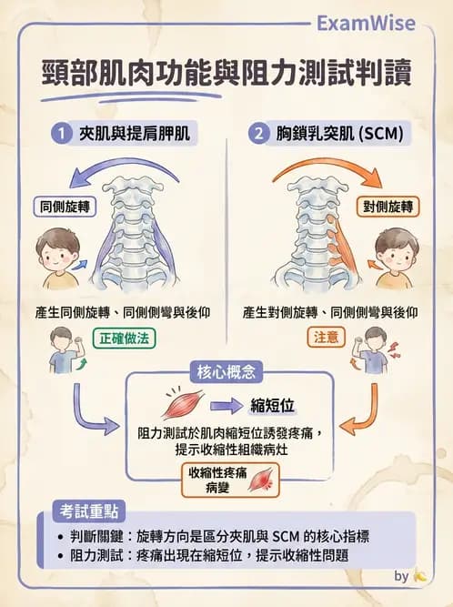 物治 - 頸椎評估與病理 - AI 圖文解析預覽