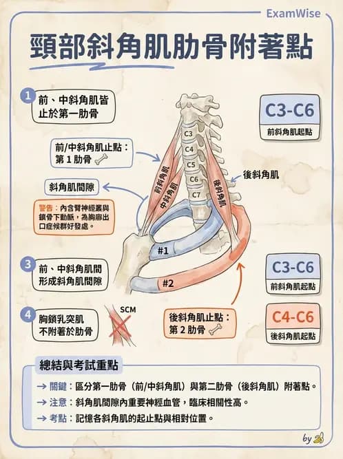 物治 - 頸椎評估與病理 - AI 圖文解析預覽
