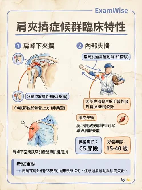 物治 - 肩關節夾擠與旋轉肌袖 - AI 圖文解析預覽