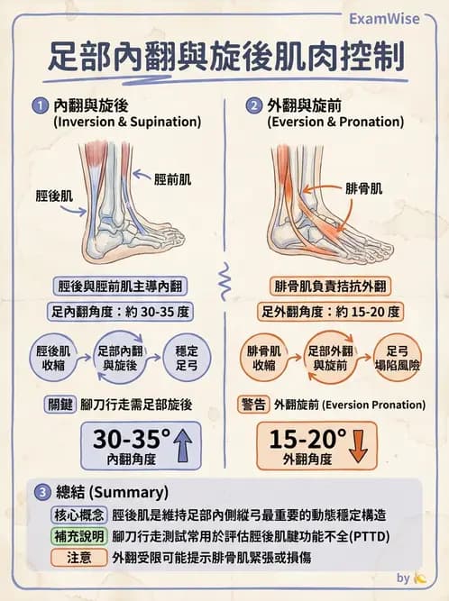 物治 - 踝關節損傷與復健 - AI 圖文解析預覽