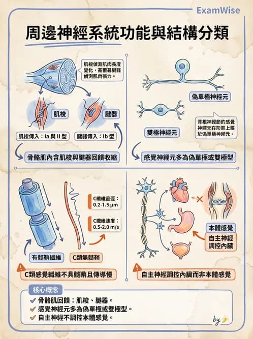 物治 - 周邊與自主神經解剖 - AI 圖文解析預覽