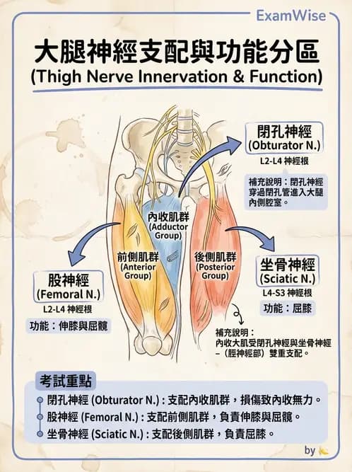 物治 - 腦神經與脊神經解剖 - AI 圖文解析預覽