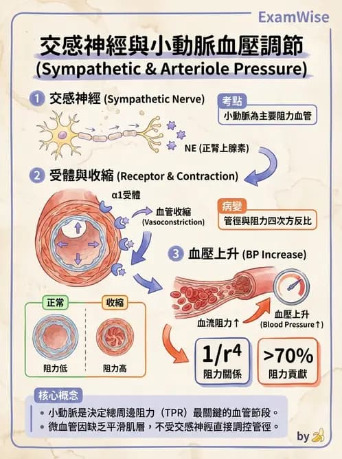 物治 - 心臟血管生理 - AI 圖文解析預覽