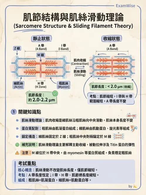 物治 - 肌肉收縮與纖維特性 - AI 圖文解析預覽