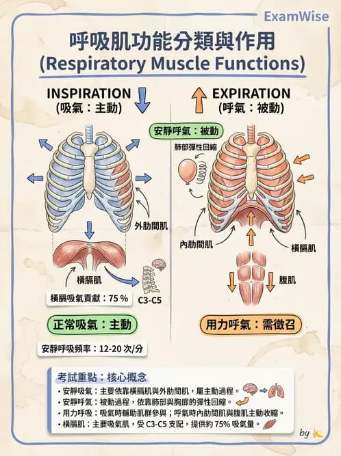 物治 - 呼吸生理 - AI 圖文解析預覽
