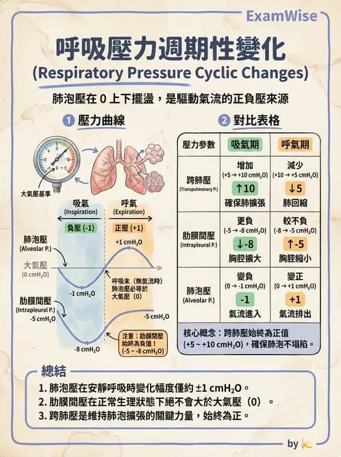 物治 - 呼吸生理 - AI 圖文解析預覽