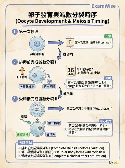 物治 - 免疫生殖與皮膚生理 - AI 圖文解析預覽