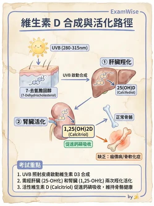 物治 - 免疫生殖與皮膚生理 - AI 圖文解析預覽
