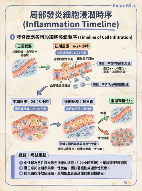 物治 - 免疫生殖與皮膚生理 - AI 圖文解析預覽