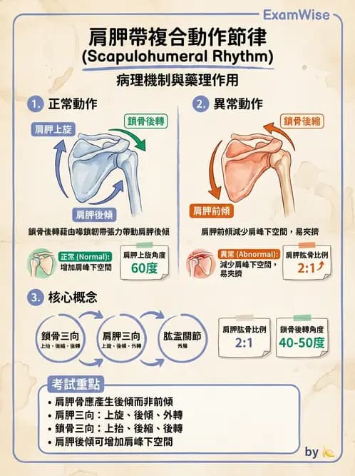 物治 - 肩關節複合體生物力學 - AI 圖文解析預覽