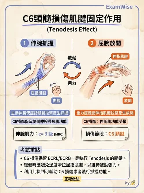 物治 - 手部生物力學 - AI 圖文解析預覽
