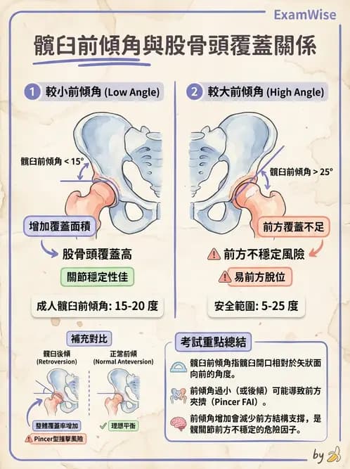 物治 - 髖關節肌動學與生物力學 - AI 圖文解析預覽