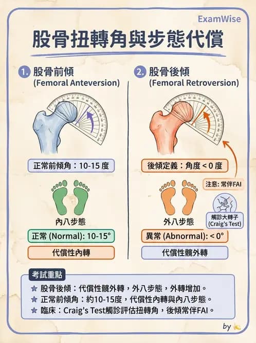 物治 - 髖關節肌動學與生物力學 - AI 圖文解析預覽