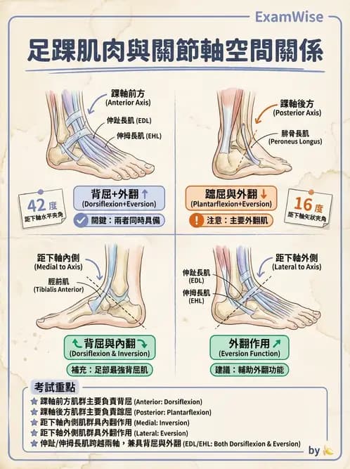 物治 - 踝與足部肌動學與生物力學 - AI 圖文解析預覽