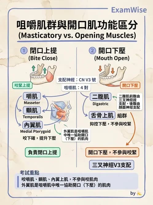 物治 - 顳顎關節肌動學與生物力學 - AI 圖文解析預覽