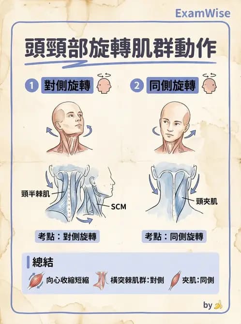 物治 - 頸椎肌動學與生物力學 - AI 圖文解析預覽