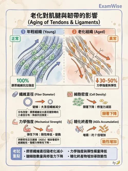 物治 - 組織生物力學 - AI 圖文解析預覽