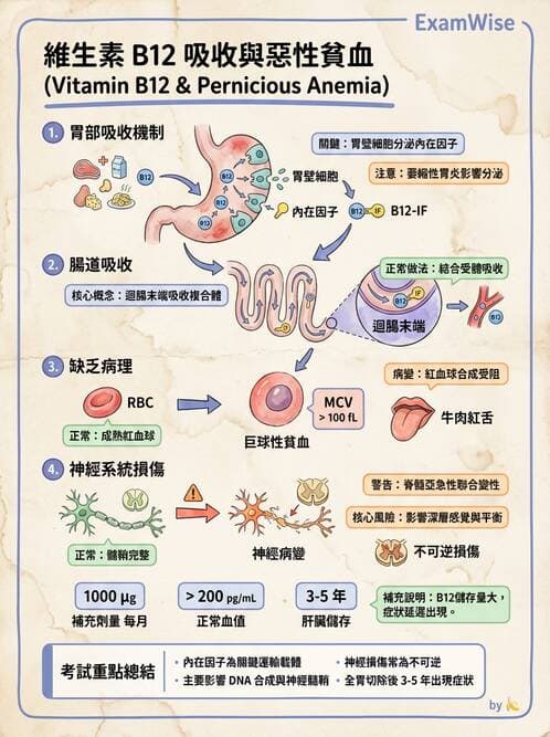 護理師 - 消化系統癌症護理 - AI 圖文解析預覽