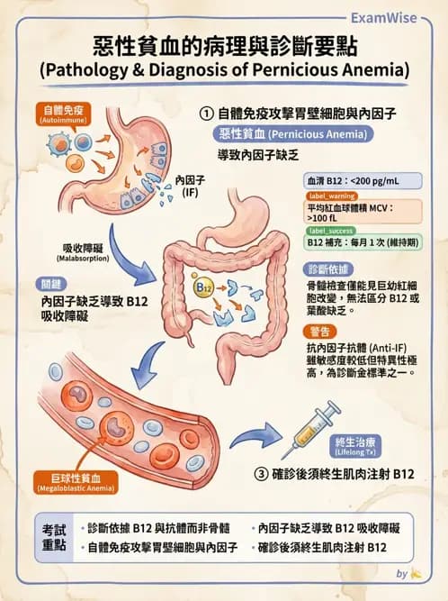 護理師 - 貧血與凝血疾病 - AI 圖文解析預覽