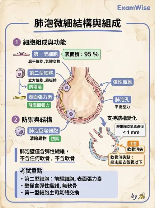 物治 - 呼吸系統解剖 - AI 圖文解析預覽