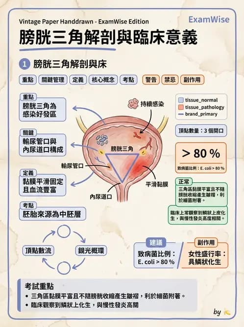 物治 - 消化泌尿生殖系統解剖 - AI 圖文解析預覽