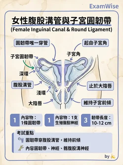 物治 - 消化泌尿生殖系統解剖 - AI 圖文解析預覽
