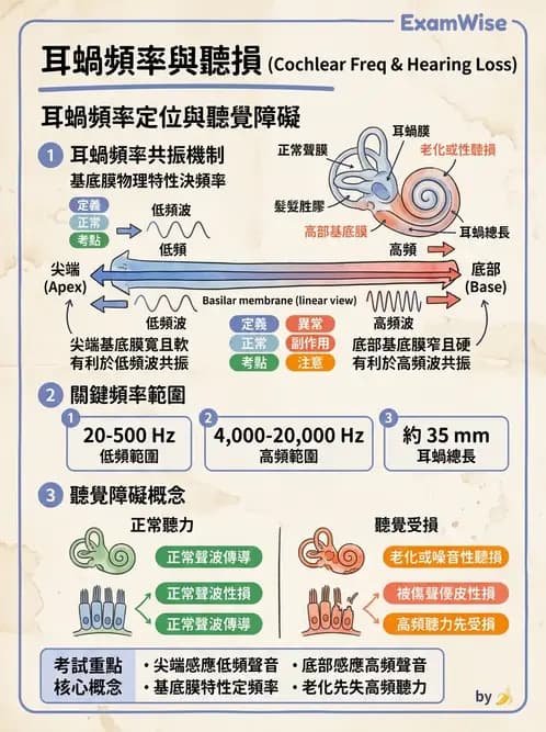 物治 - 神經系統生理 - AI 圖文解析預覽