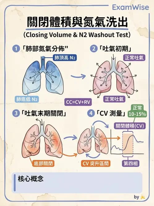 物治 - 呼吸生理 - AI 圖文解析預覽