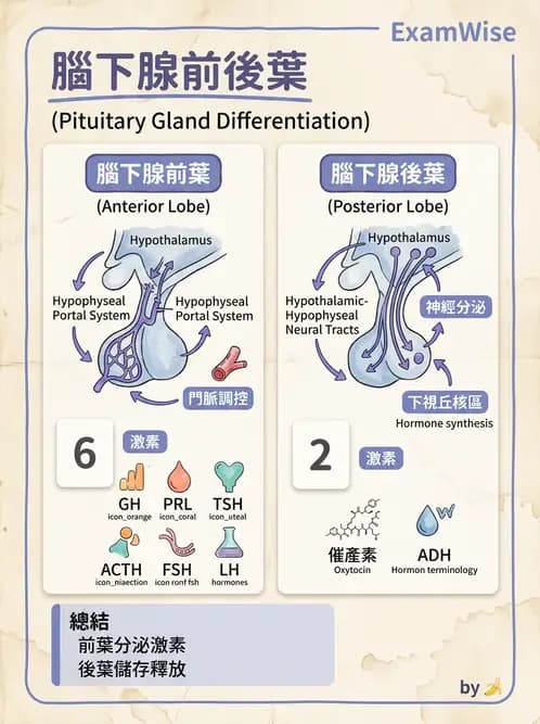 物治 - 內分泌系統生理 - AI 圖文解析預覽