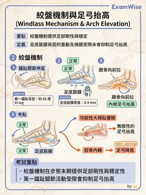 物治 - 踝與足部肌動學與生物力學 - AI 圖文解析預覽