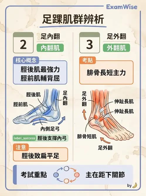 物治 - 踝與足部肌動學與生物力學 - AI 圖文解析預覽