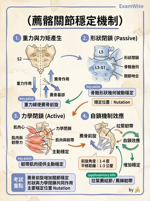 物治 - 軀幹肌動學與生物力學 - AI 圖文解析預覽