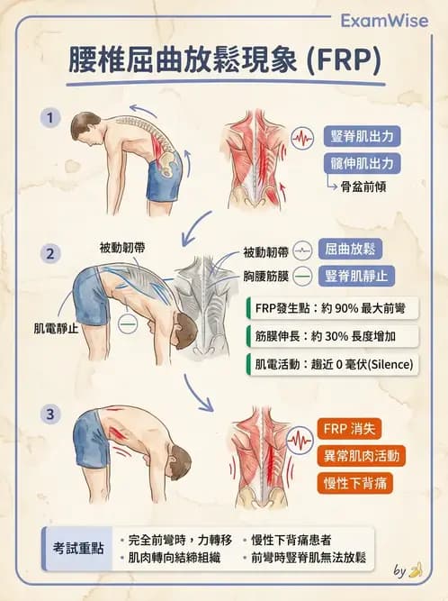 物治 - 軀幹肌動學與生物力學 - AI 圖文解析預覽