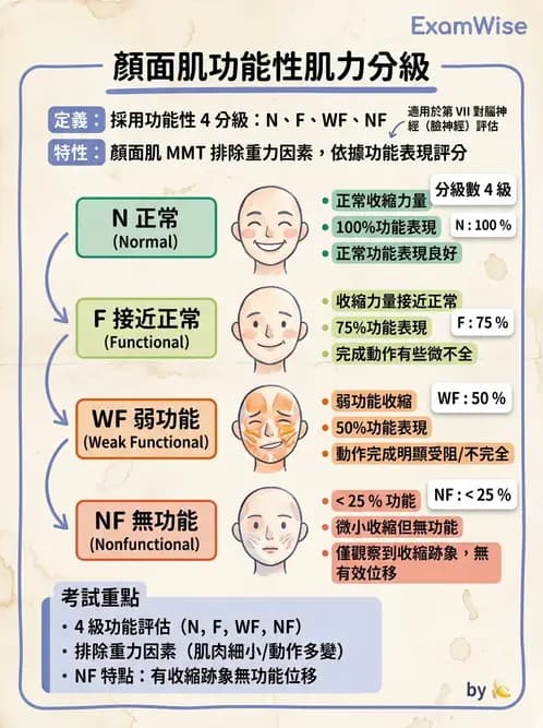物治 - MMT通則、頭頸與軀幹 - AI 圖文解析預覽