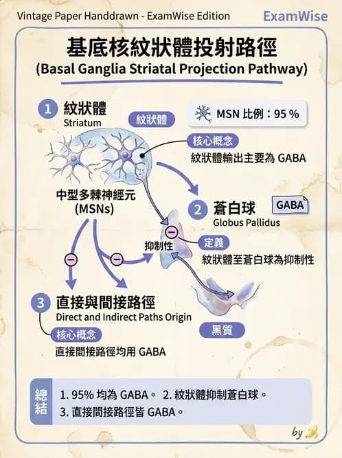 物治 - 動作控制理論 - AI 圖文解析預覽