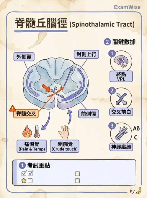 物治 - SCI評估分類與症候群 - AI 圖文解析預覽