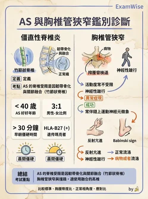 物治 - 胸椎與肋骨 - AI 圖文解析預覽