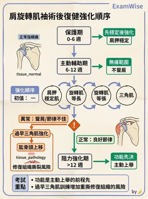物治 - 肩關節夾擠與旋轉肌袖 - AI 圖文解析預覽