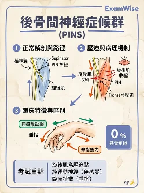 物治 - 肘及前臂關節 - AI 圖文解析預覽